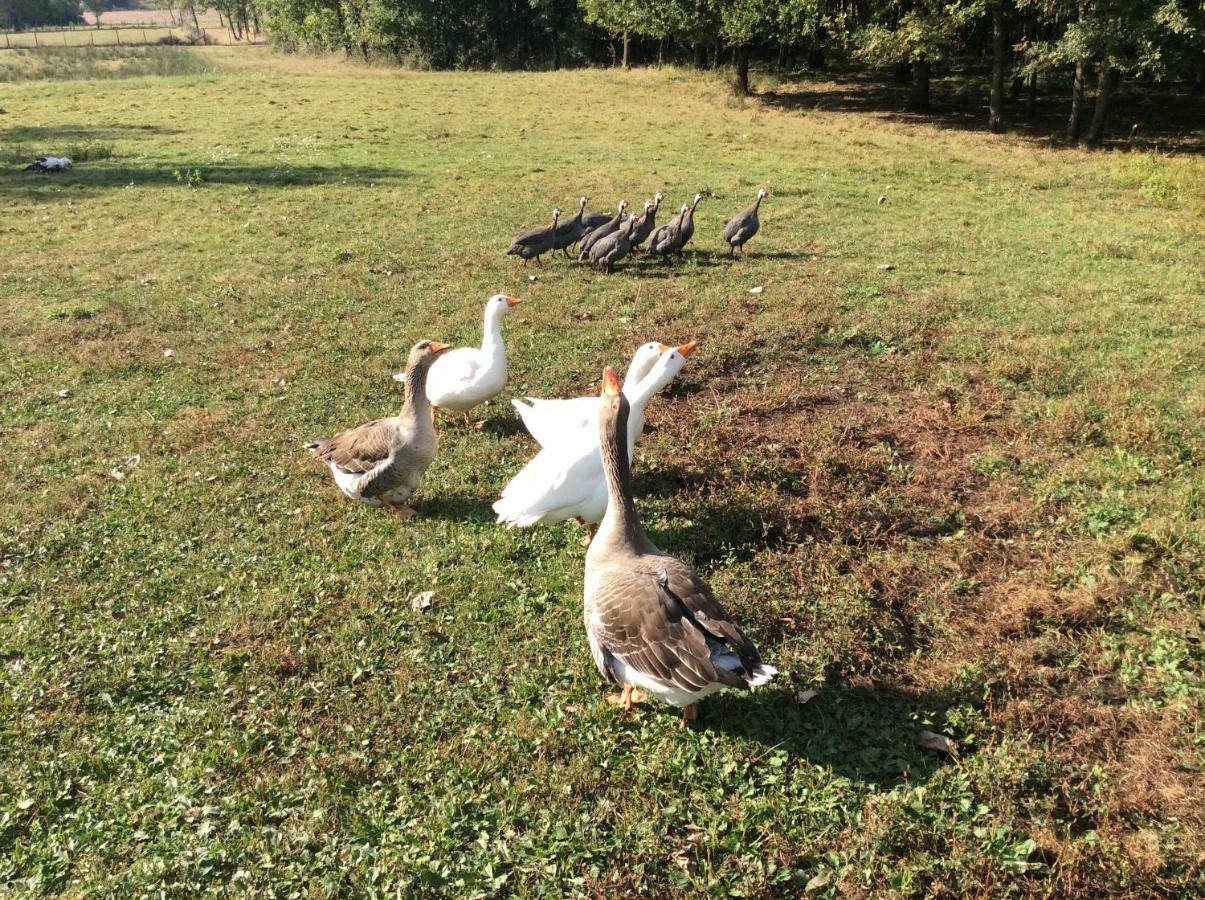 Gite Du Puy De L'Etang Laruscade Bagian luar foto
